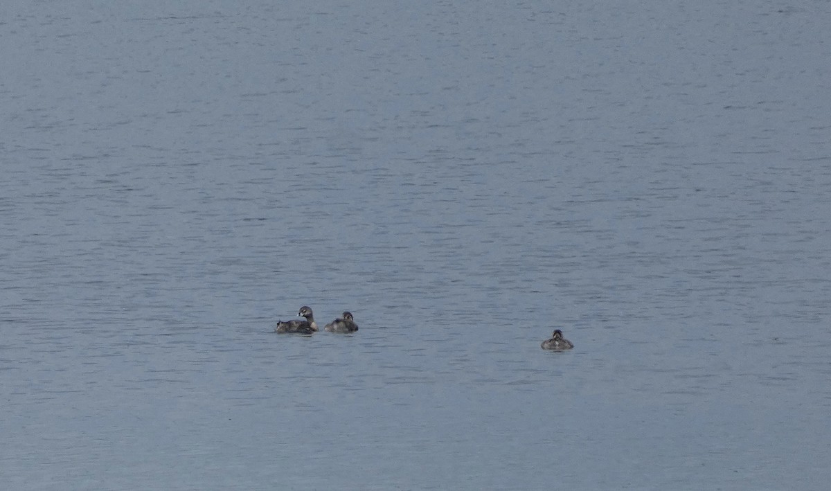 Pied-billed Grebe - ML622174139