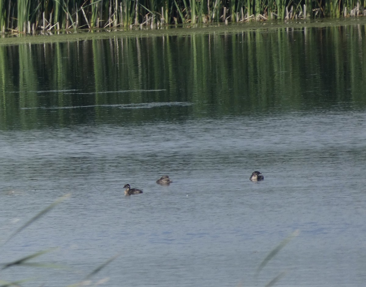 Pied-billed Grebe - ML622174142