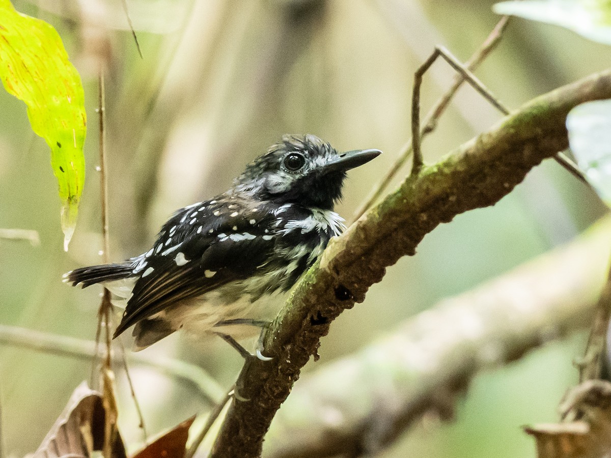 Dot-backed Antbird - ML622174200