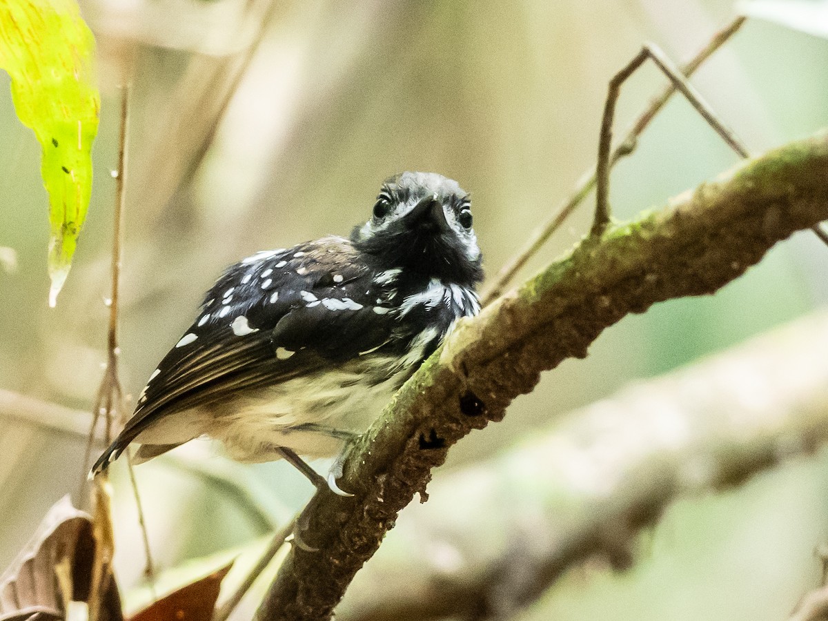 Dot-backed Antbird - ML622174201