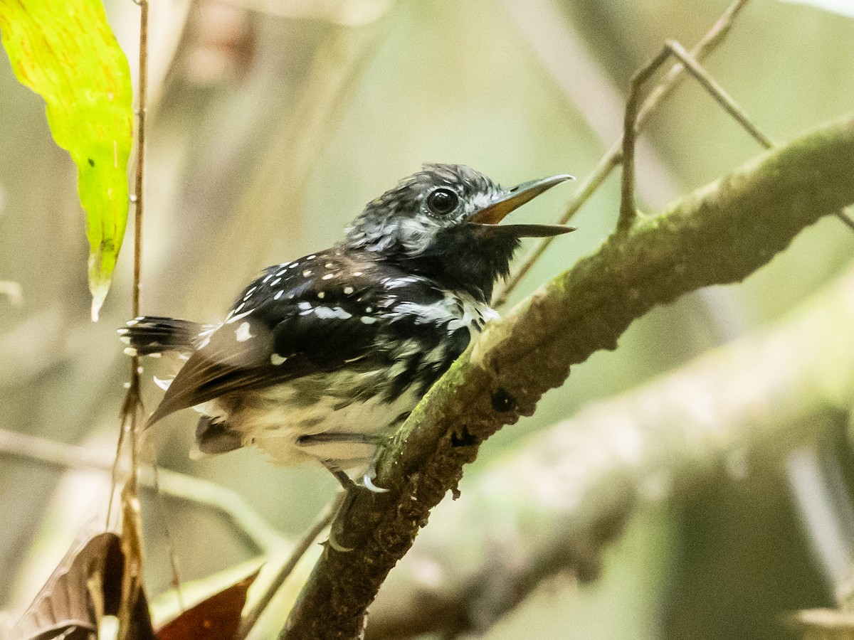 Dot-backed Antbird - ML622174202