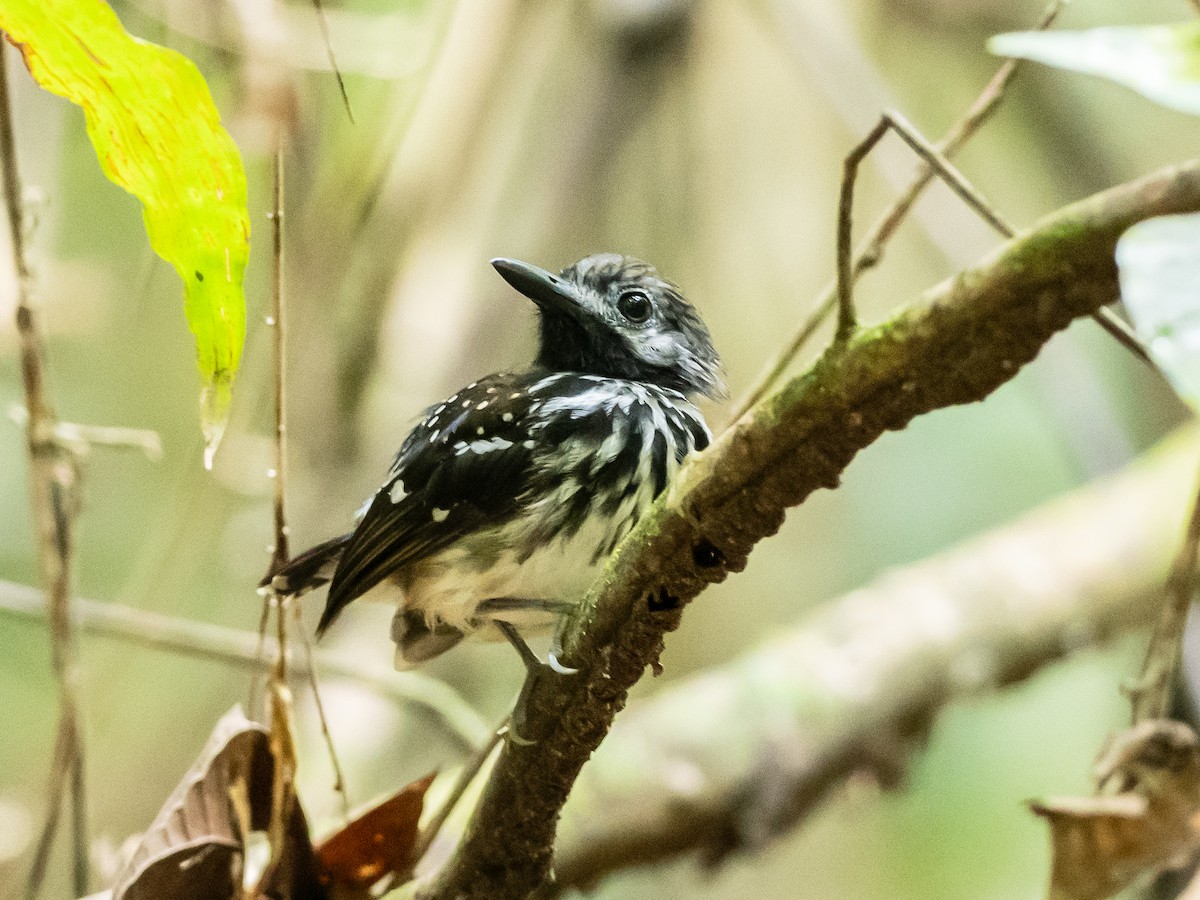 Dot-backed Antbird - ML622174205