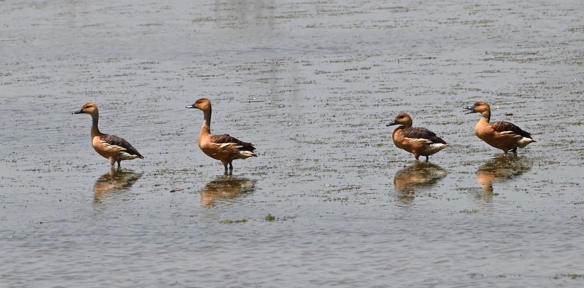 Fulvous Whistling-Duck - ML622174215