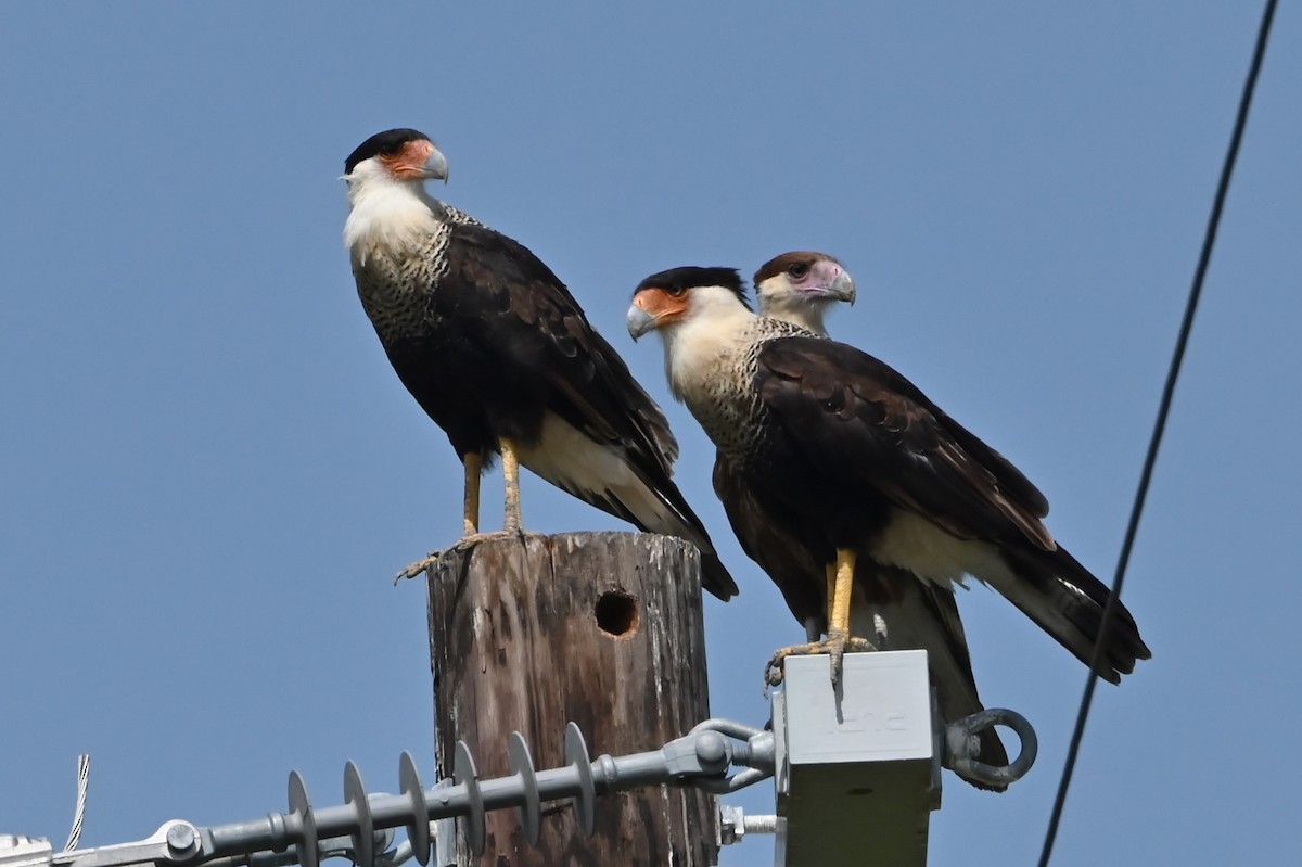 Crested Caracara - ML622174266