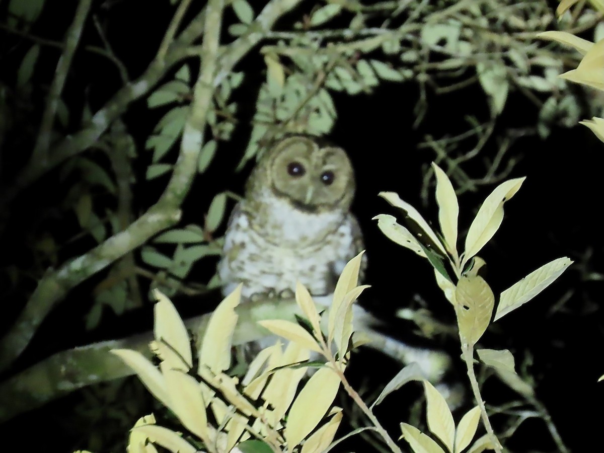 Rusty-barred Owl - ML622174273