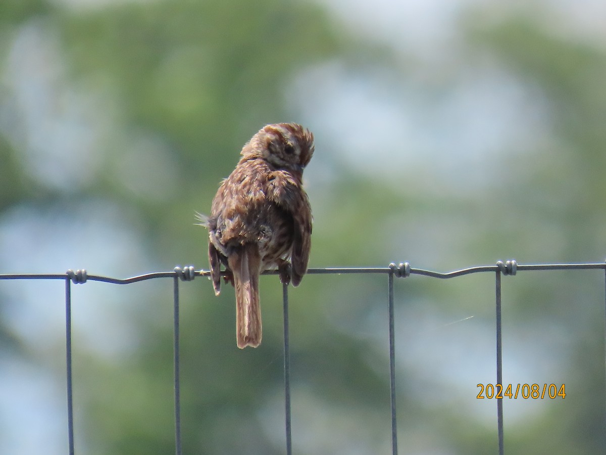 Song Sparrow - ML622174314