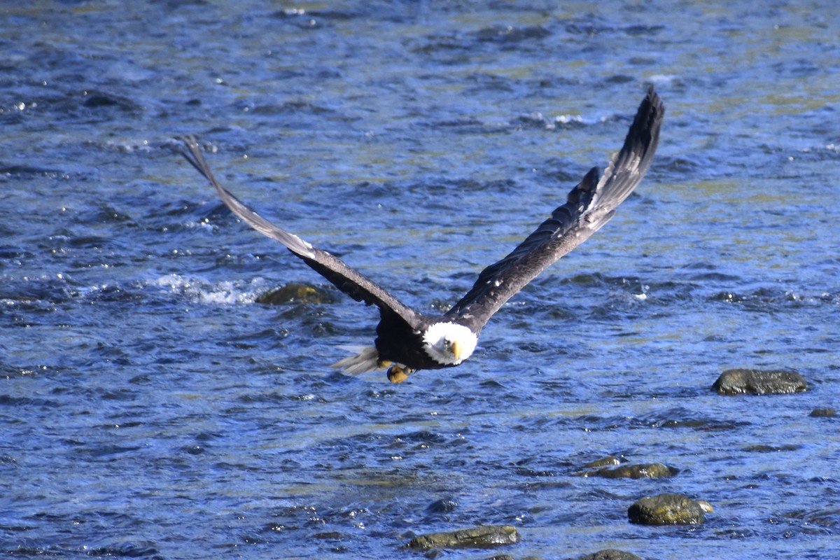 Bald Eagle - ML622174325