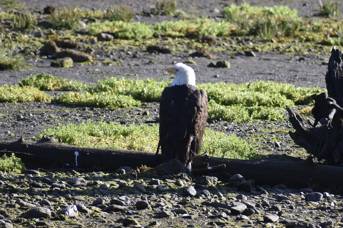 Bald Eagle - ML622174327