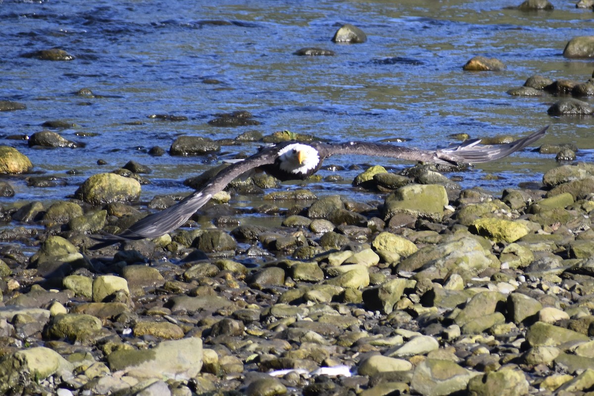 Bald Eagle - Nathan O'Reilly