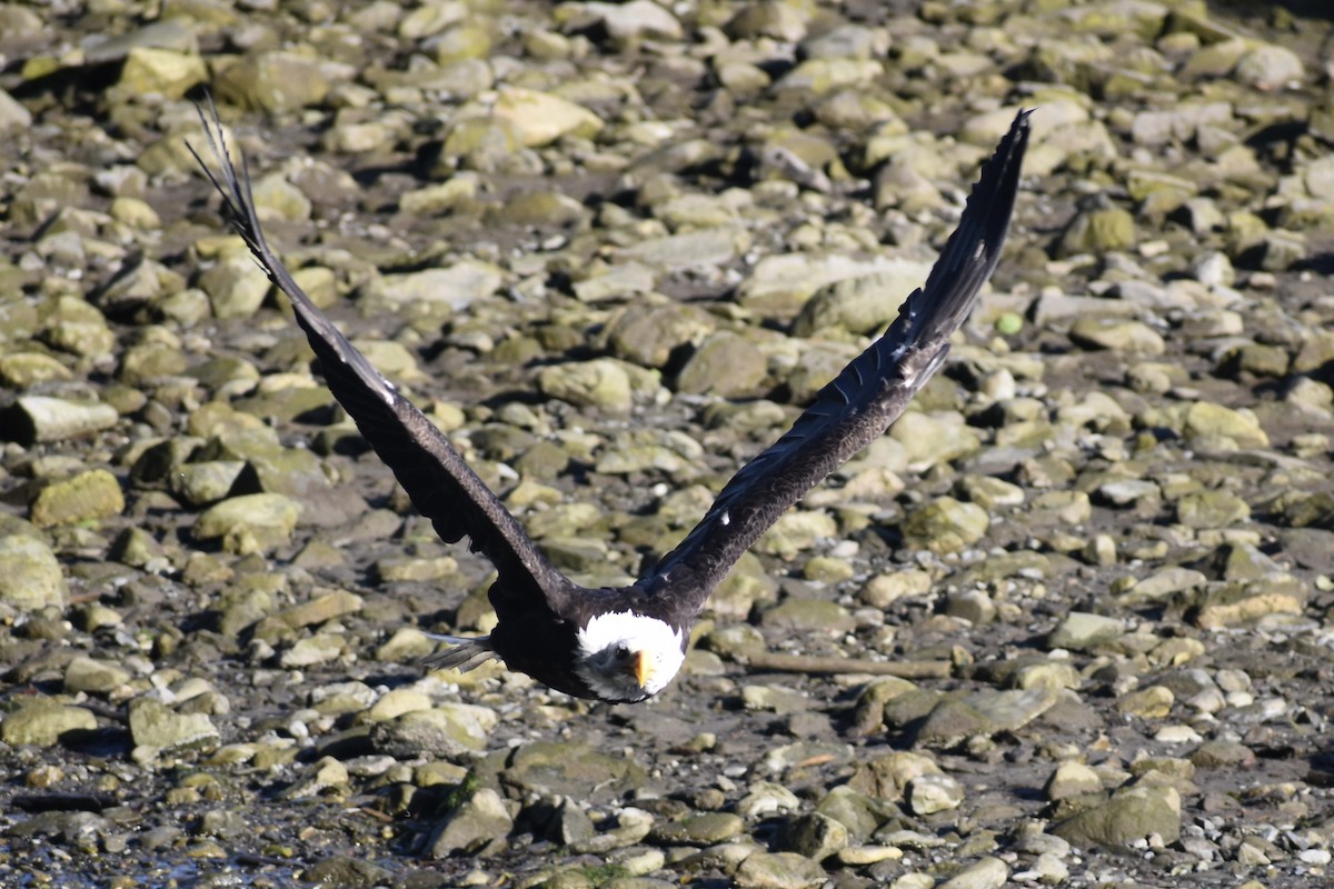 Bald Eagle - ML622174330