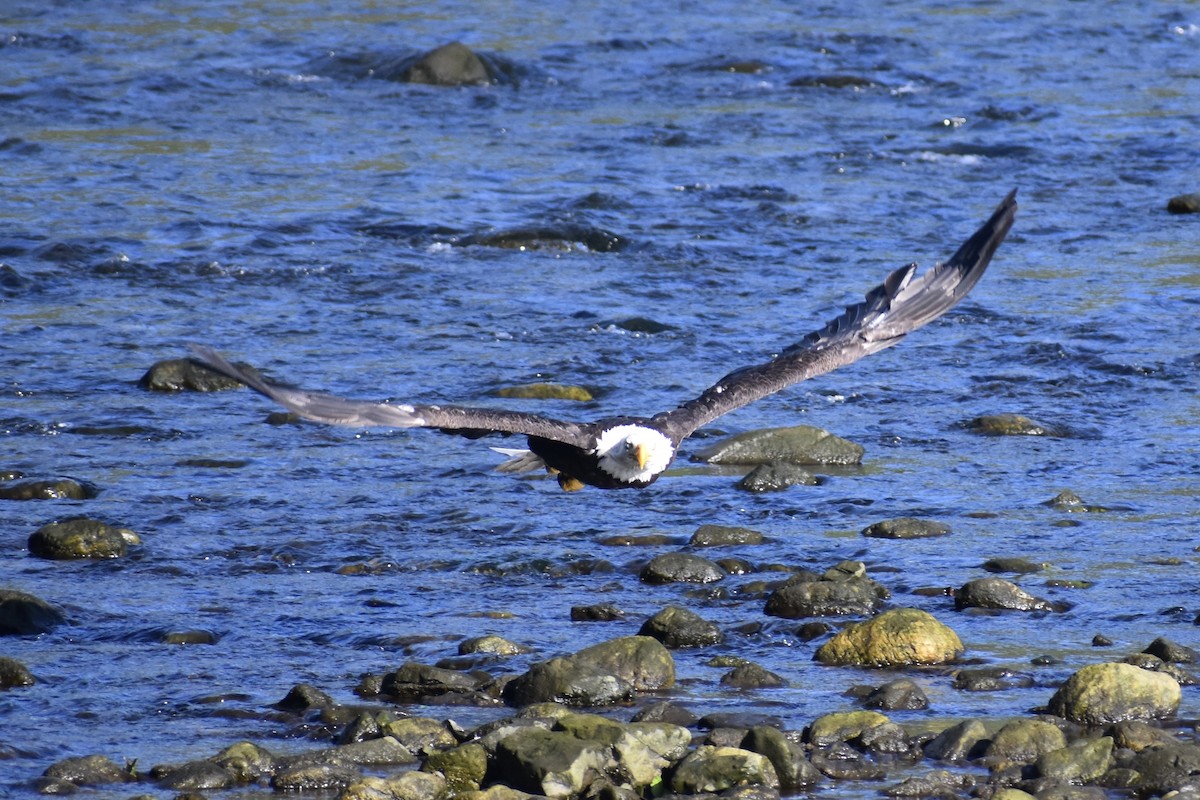 Bald Eagle - ML622174331