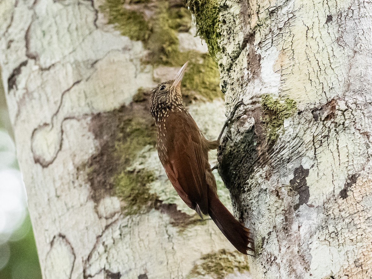 Striped Woodcreeper - ML622174332