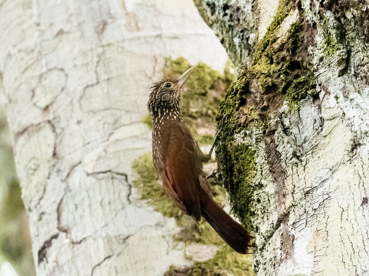 Striped Woodcreeper - ML622174333