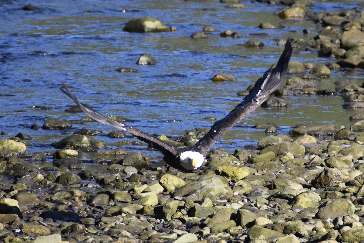 Bald Eagle - ML622174334