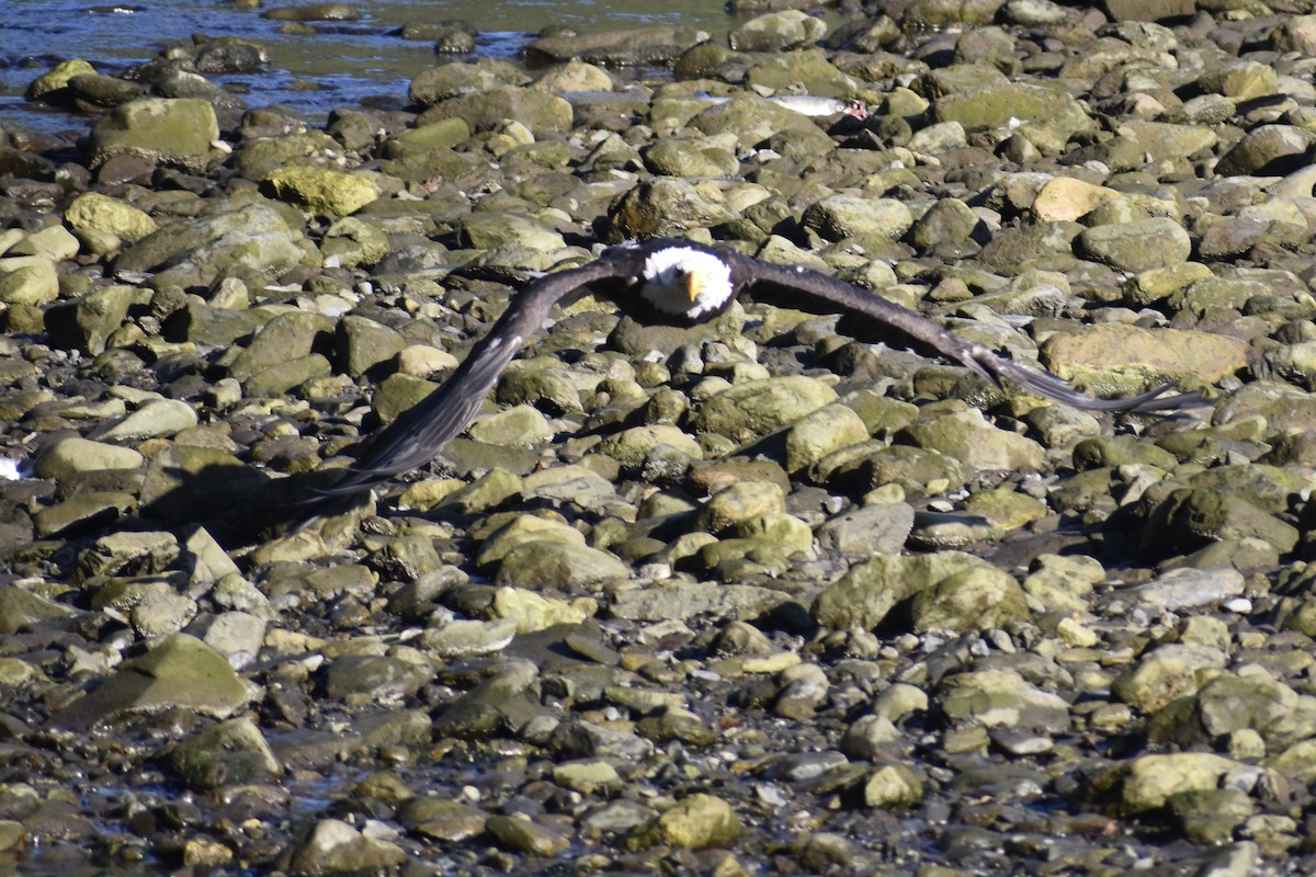 Bald Eagle - ML622174335