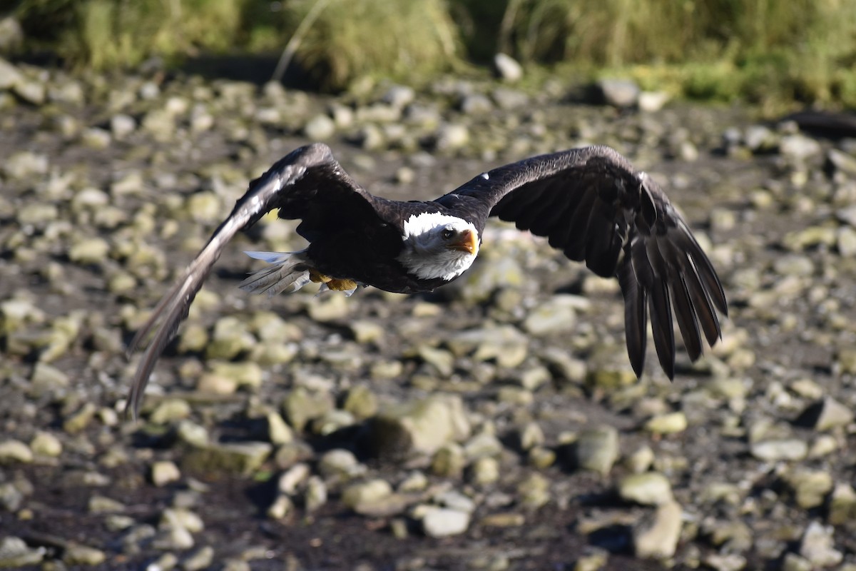 Bald Eagle - ML622174336