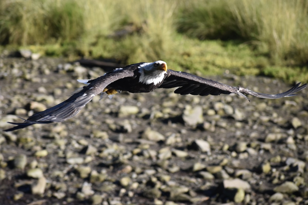 Bald Eagle - ML622174337