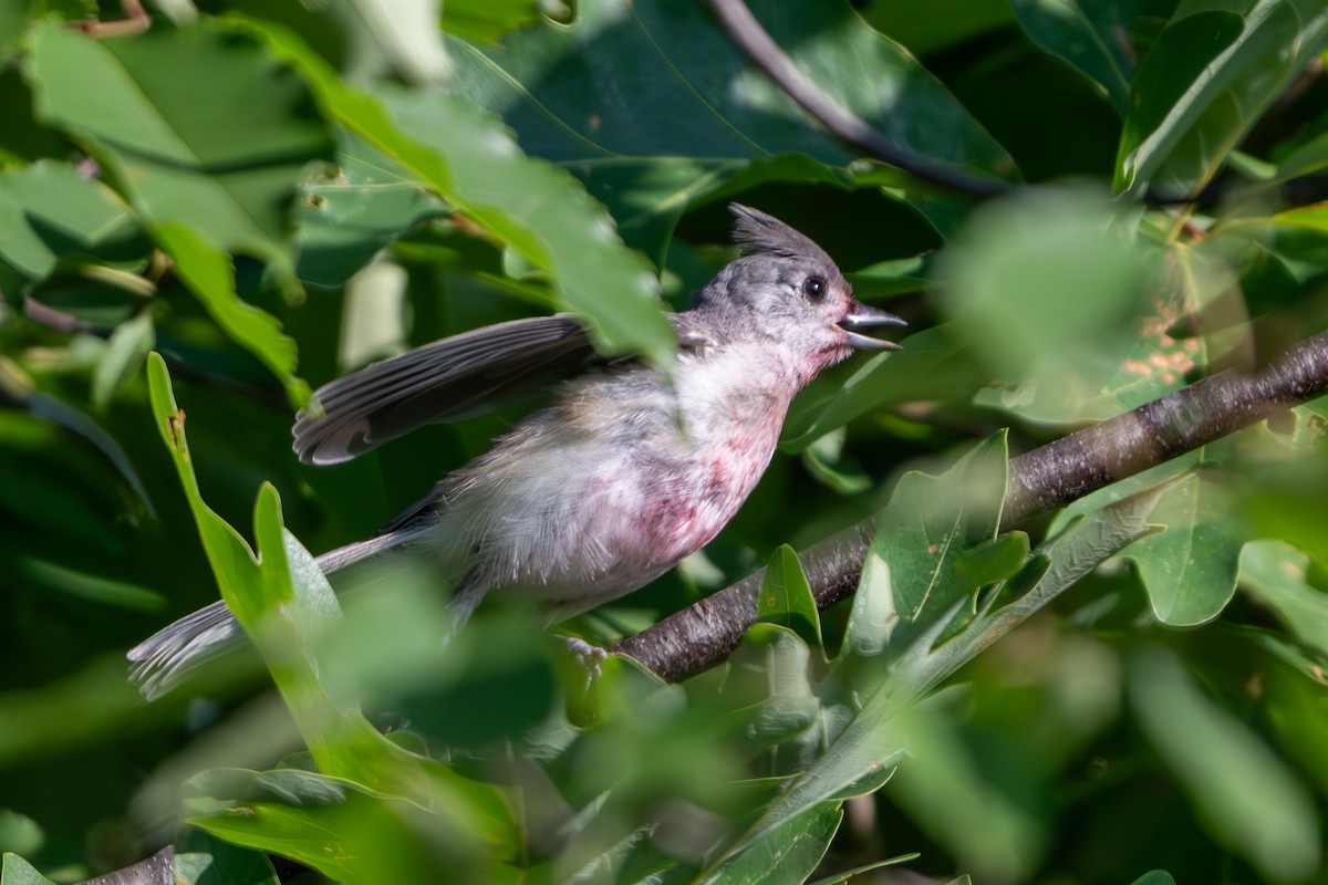 Tufted Titmouse - ML622174339