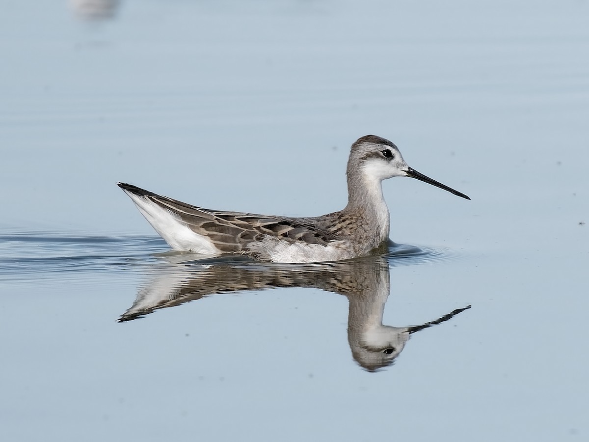 Wilson's Phalarope - ML622174343