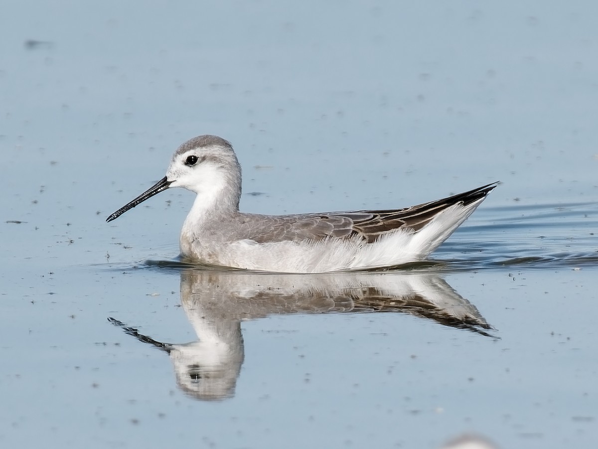 Wilson's Phalarope - ML622174344