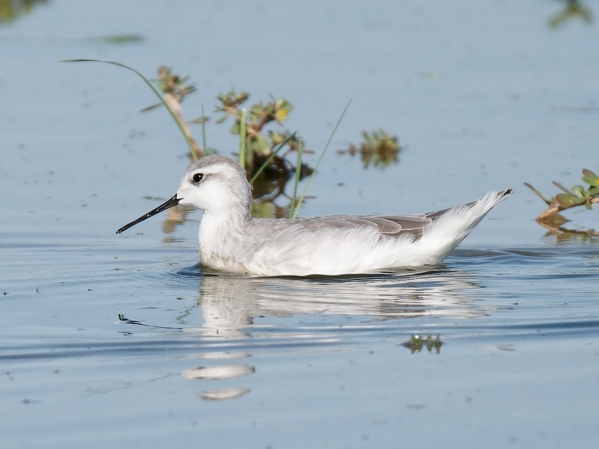 Wilson's Phalarope - ML622174345