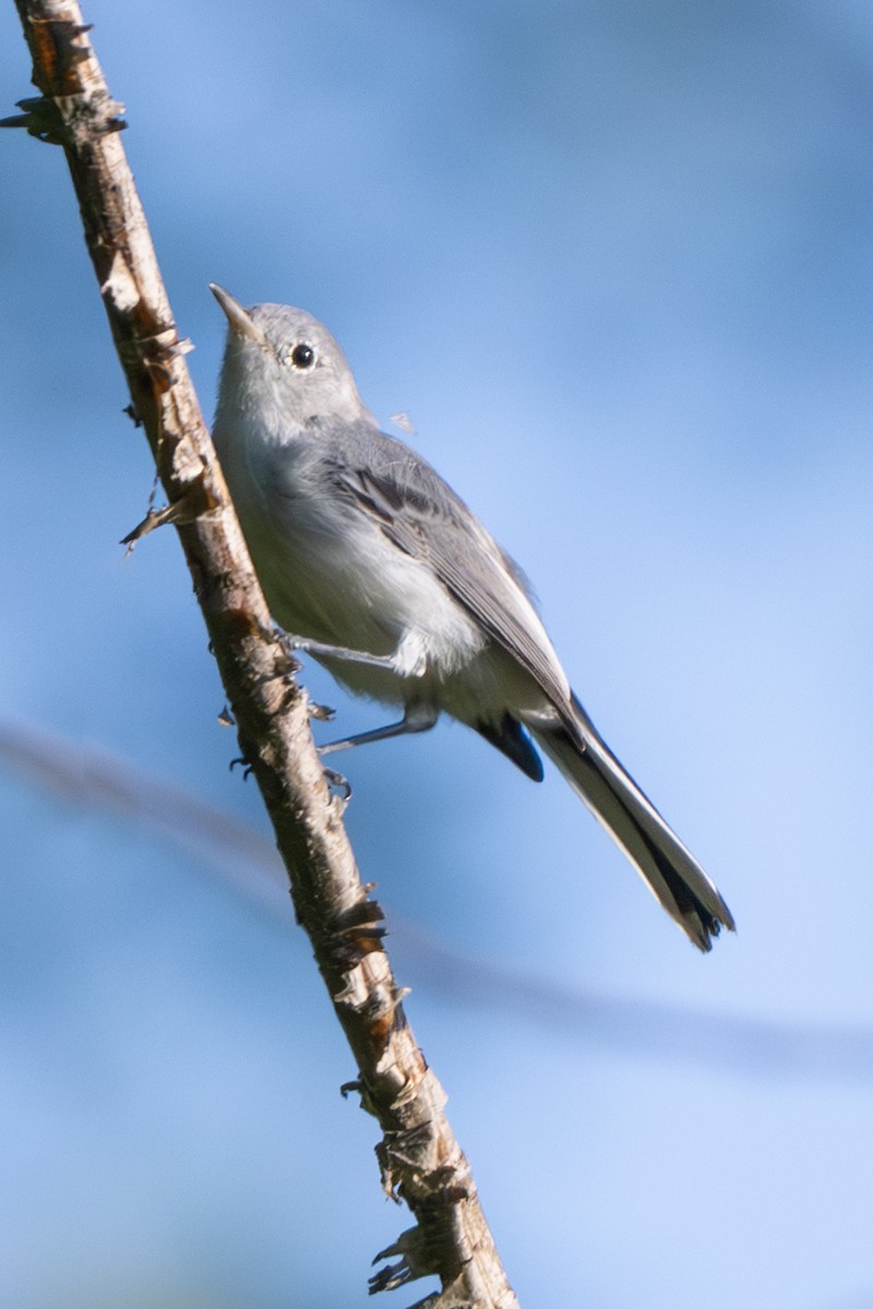 Blue-gray Gnatcatcher - ML622174346