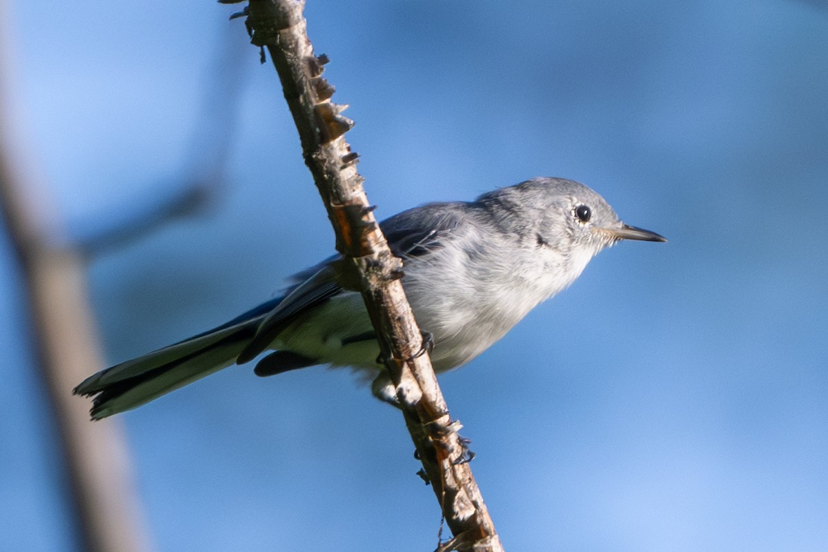 Blue-gray Gnatcatcher - Nadine Bluemel