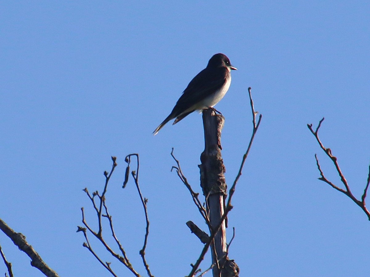 Eastern Kingbird - ML622174353