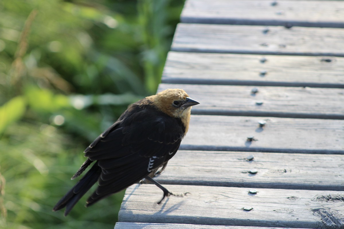 Yellow-headed Blackbird - ML622174354