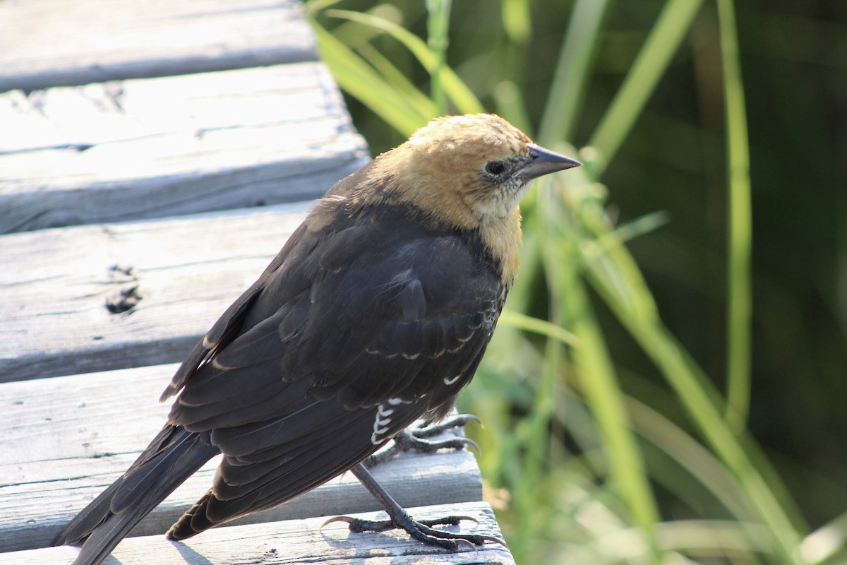 Yellow-headed Blackbird - ML622174355