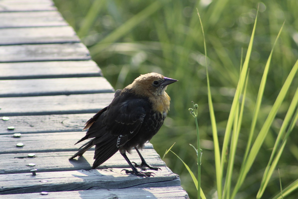 Yellow-headed Blackbird - ML622174356