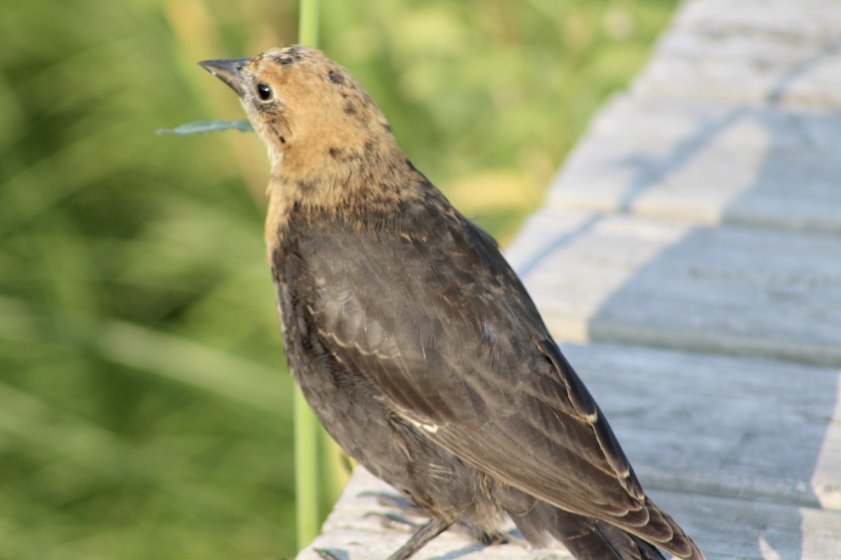 Yellow-headed Blackbird - Anne R.