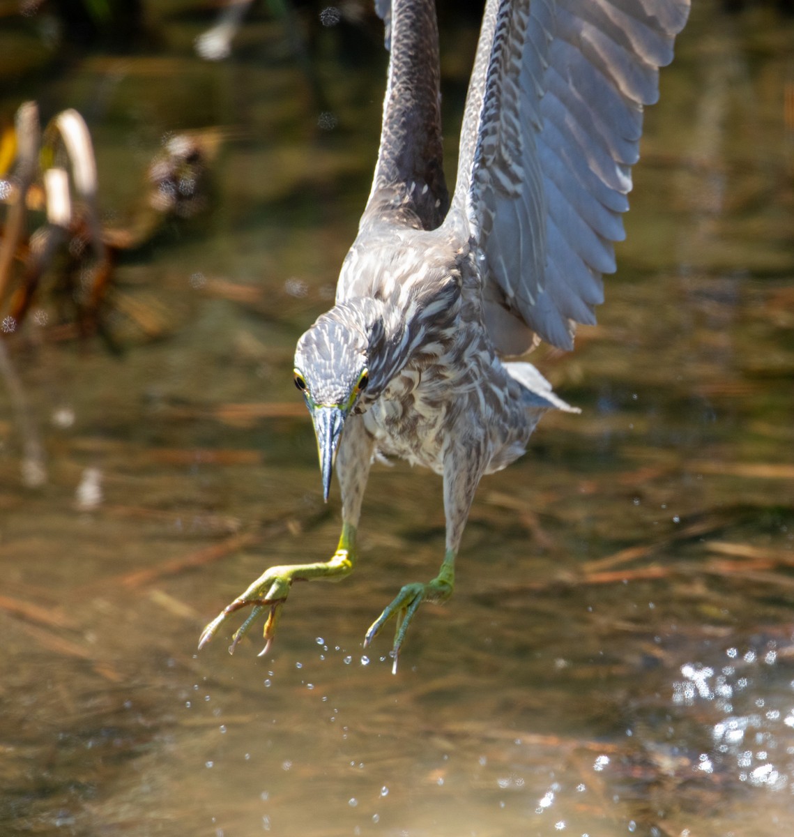 Black-crowned Night Heron - ML622174358