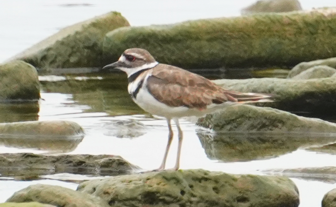 Killdeer - ML622174361