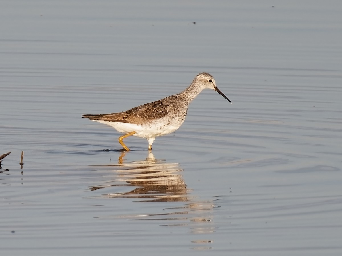 Lesser Yellowlegs - ML622174367