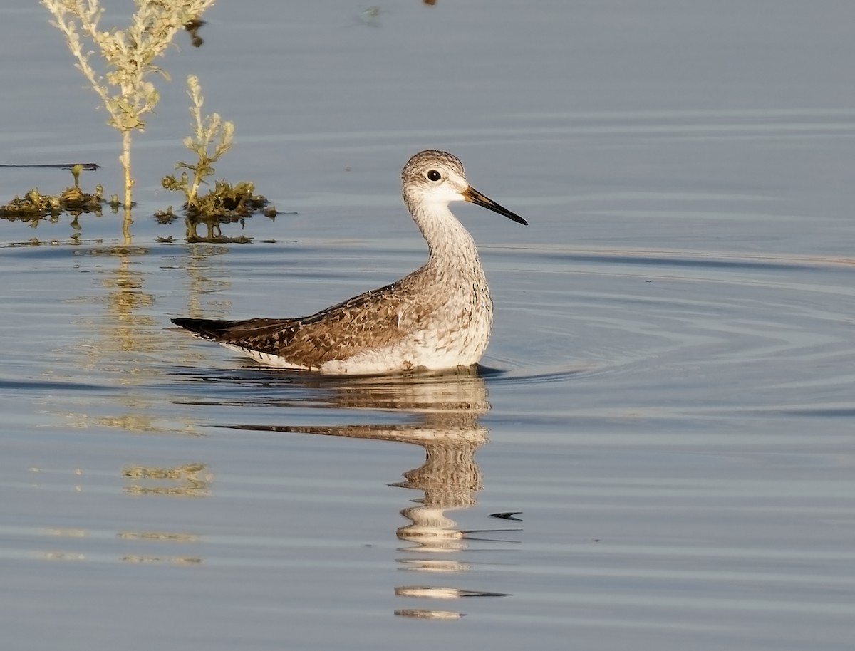 Lesser Yellowlegs - ML622174368