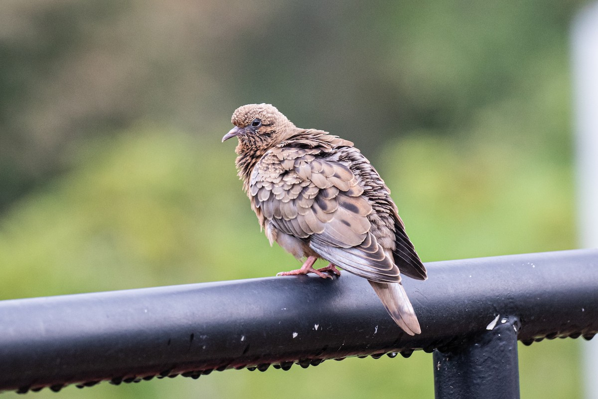 Eared Dove - ML622174369