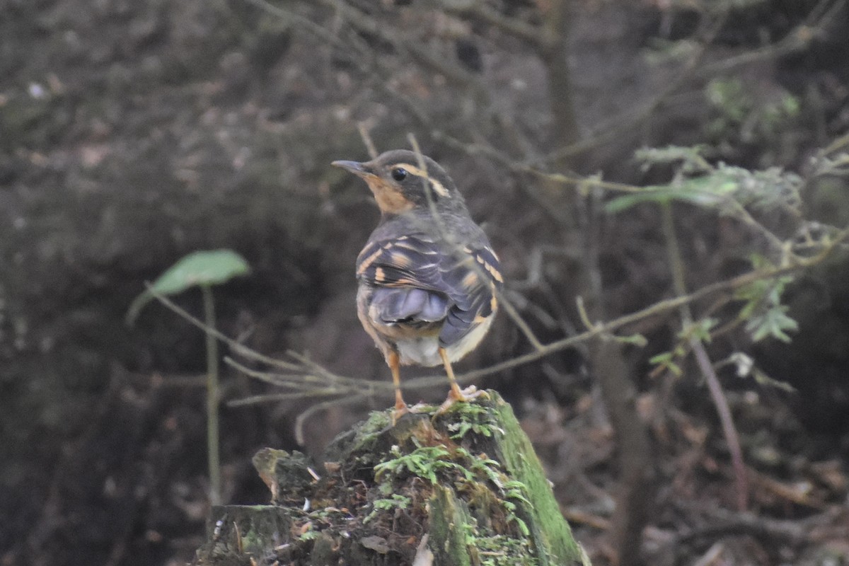 Varied Thrush - ML622174381