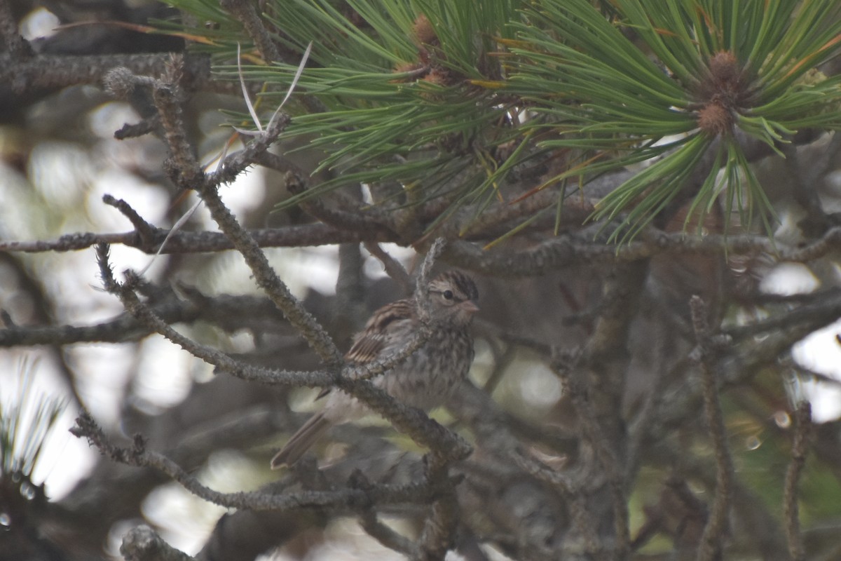 Chipping Sparrow - ML622174467