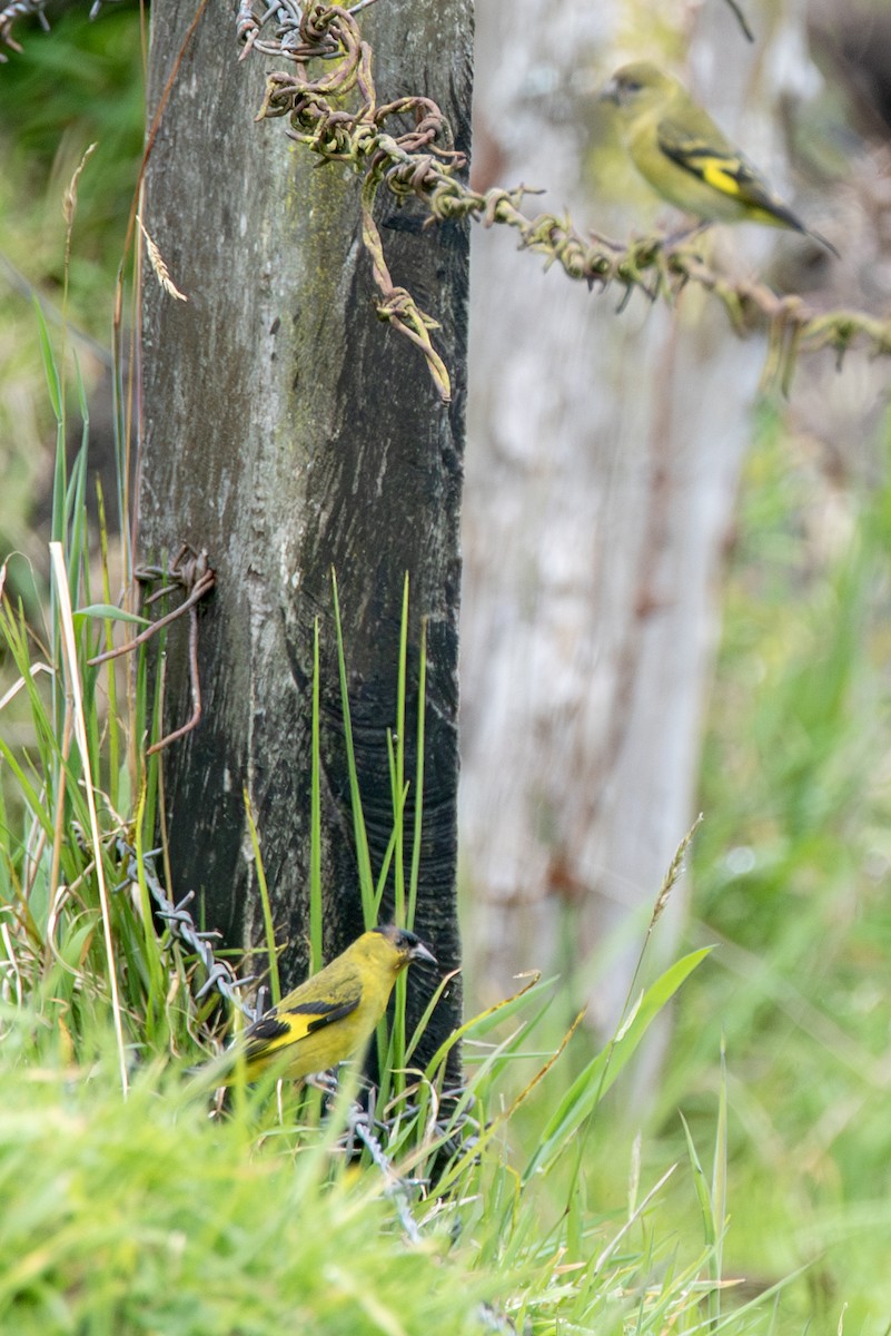 Andean Siskin - ML622174577