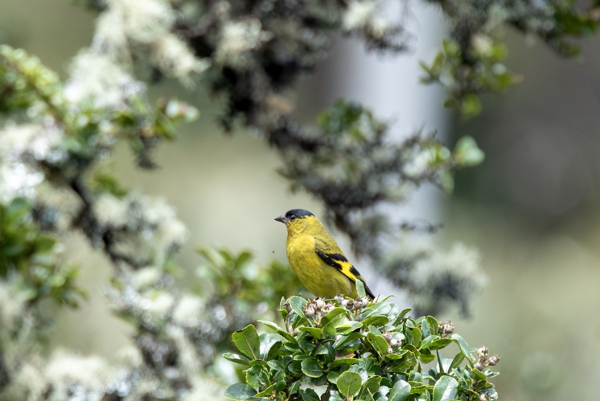 Andean Siskin - Travis Vance