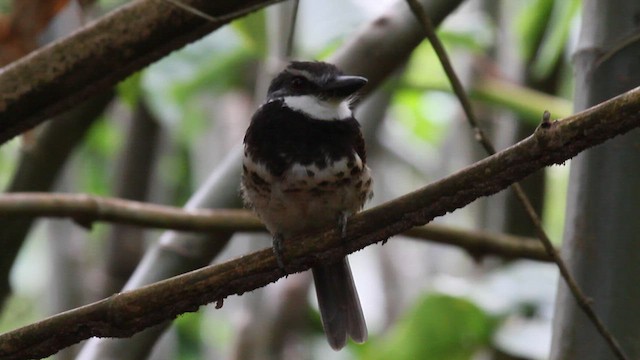 Sooty-capped Puffbird - ML622174583