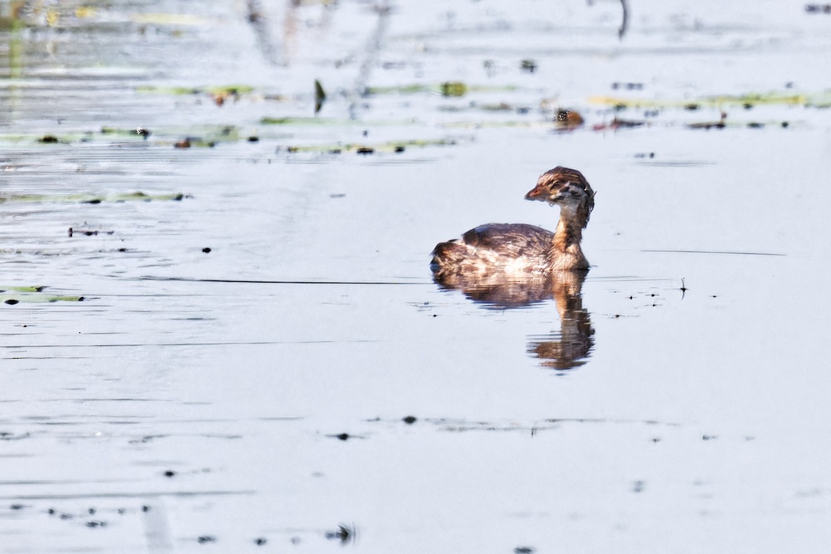 Pied-billed Grebe - ML622174588