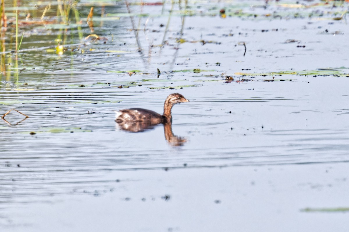 Pied-billed Grebe - ML622174589