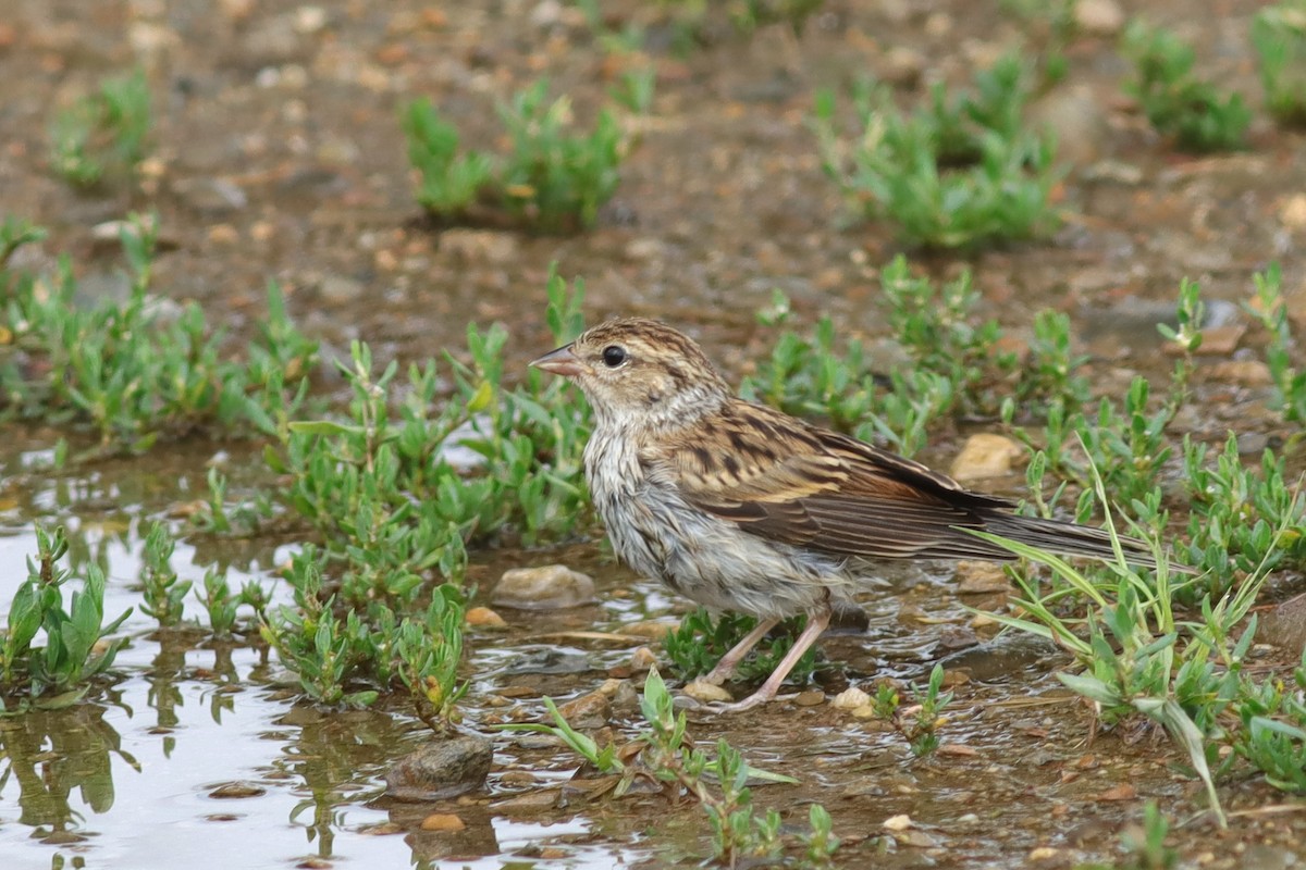 Chipping Sparrow - Margaret Viens