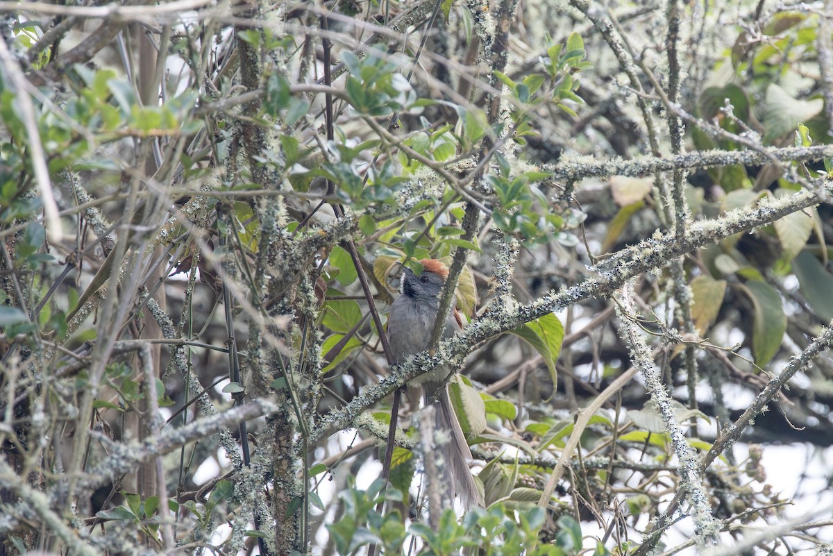 Silvery-throated Spinetail - ML622174672