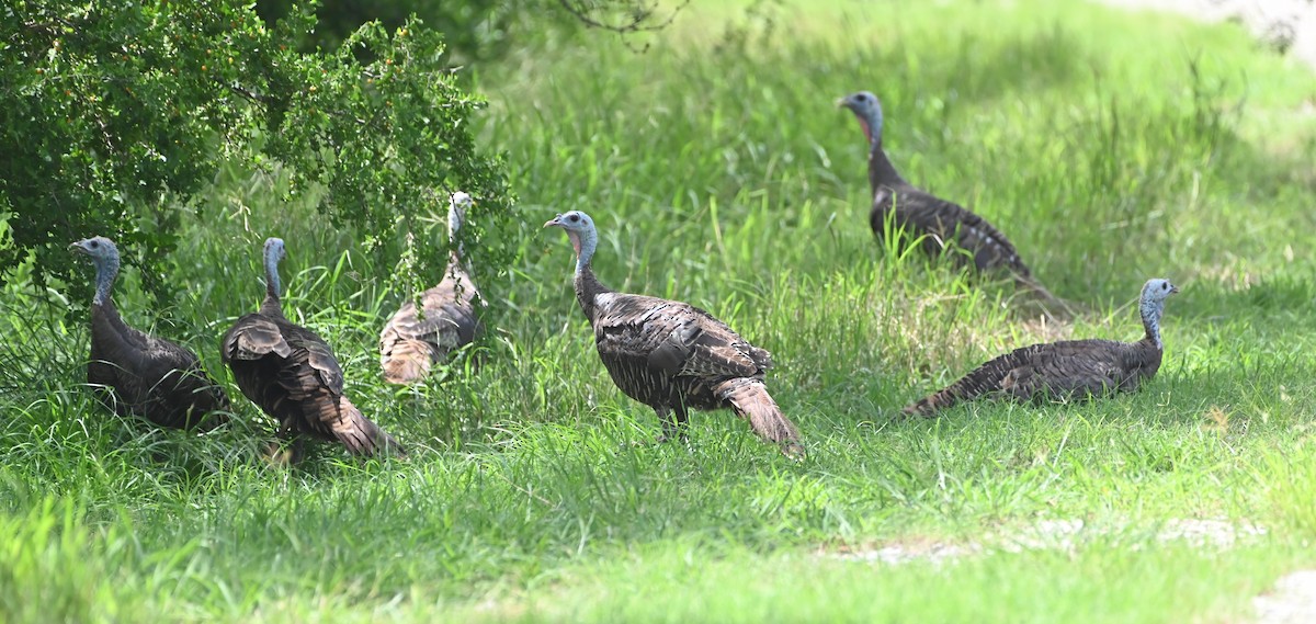 Wild Turkey - ML622174686