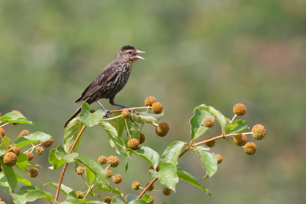 Red-winged Blackbird - Margaret Viens