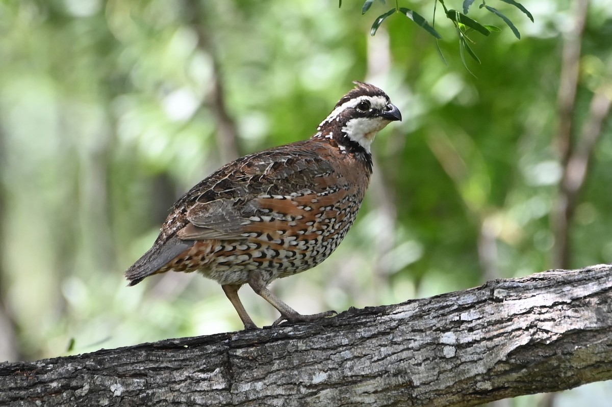 Northern Bobwhite - ML622174699