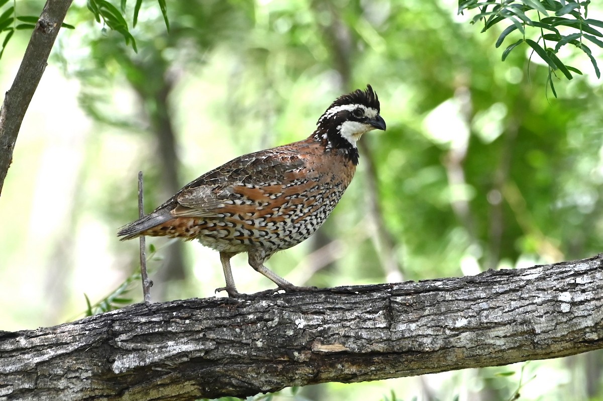 Northern Bobwhite - ML622174708